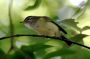 CostaRica06 - 149 * Philadelphia Vireo